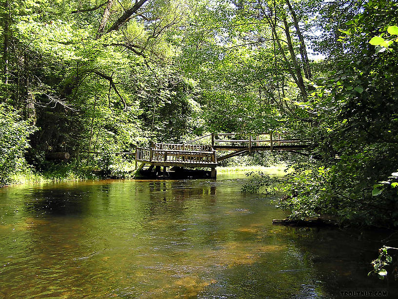  From the Bois Brule River in Wisconsin.