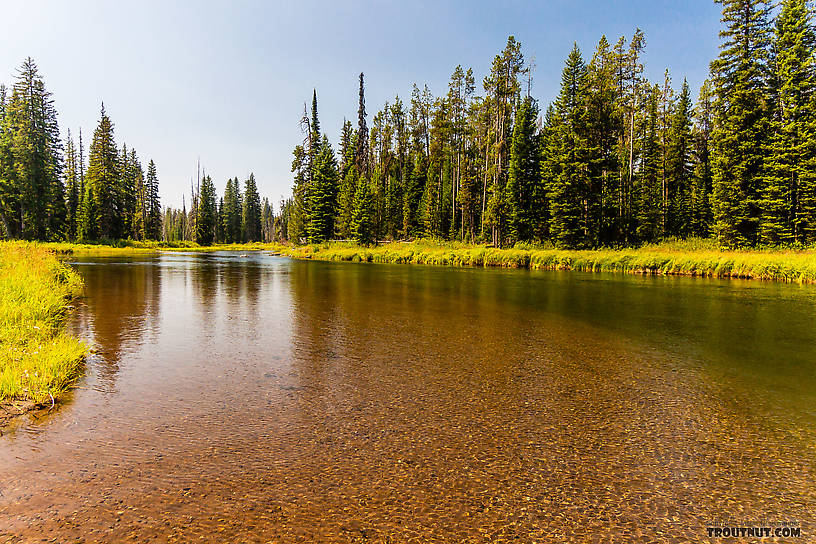  From the Mystery Creek # 217 in Wyoming.