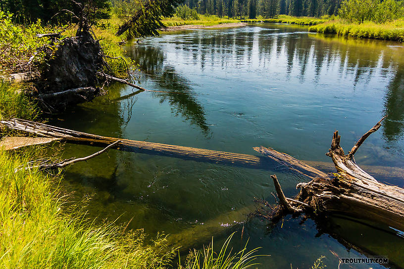  From the Mystery Creek # 217 in Wyoming.