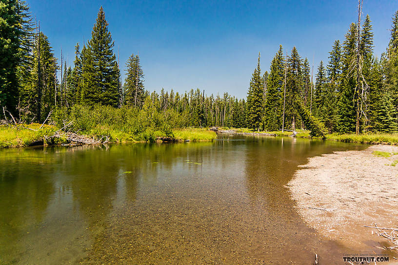  From the Mystery Creek # 217 in Wyoming.