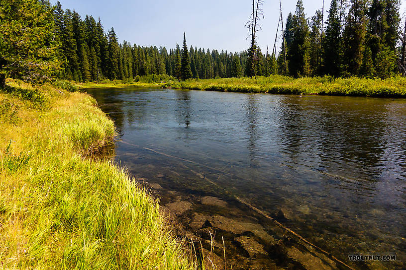  From the Mystery Creek # 217 in Wyoming.