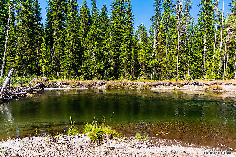  From the Mystery Creek # 217 in Wyoming.