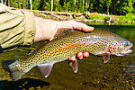  From the Mystery Creek # 217 in Wyoming.