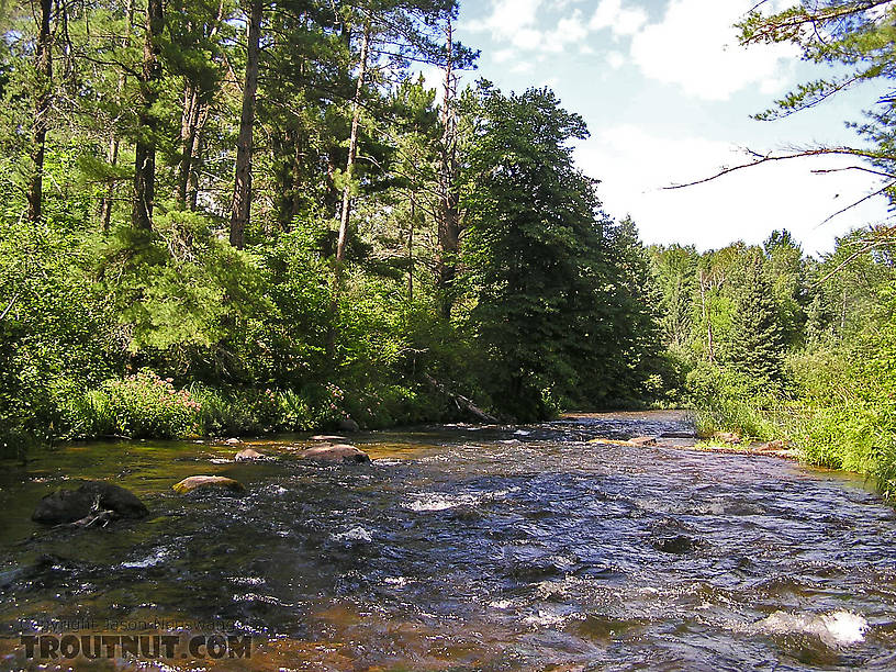  From the Bois Brule River in Wisconsin.