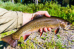 14 1/2" brook trout -- my 2nd biggest ever. From the Mystery Creek # 217 in Wyoming.