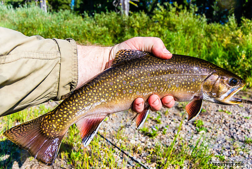 14 1/2" brook trout -- my 2nd biggest ever. From the Mystery Creek # 217 in Wyoming.