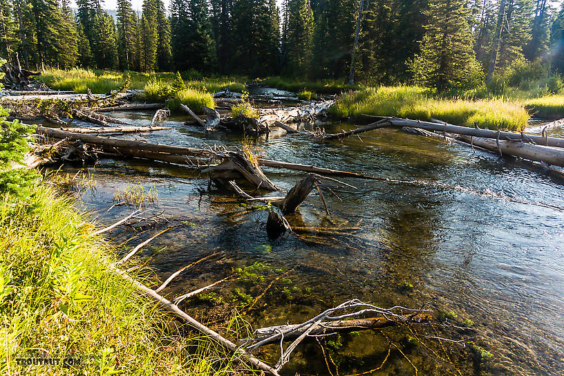  From Mystery Creek # 218 in Wyoming.