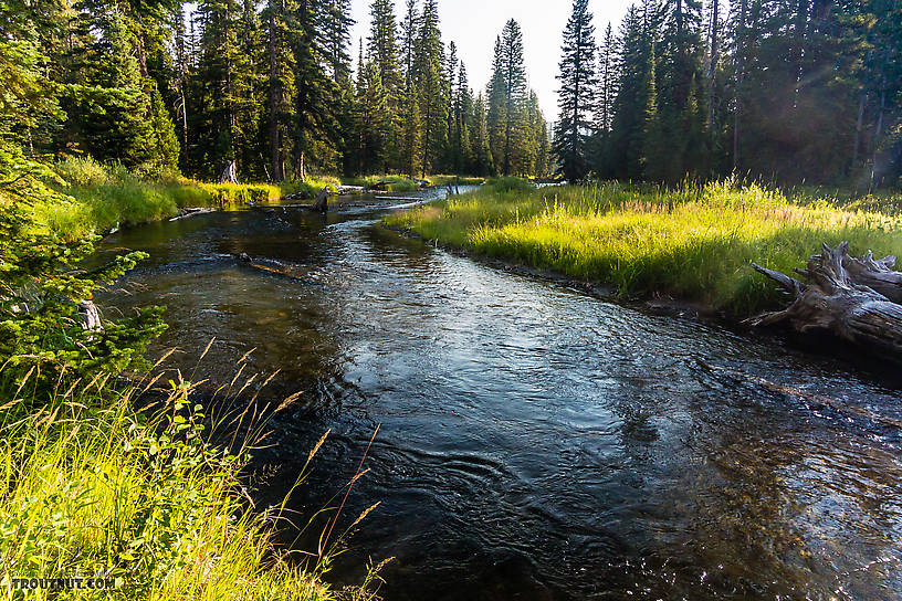  From Mystery Creek # 218 in Wyoming.