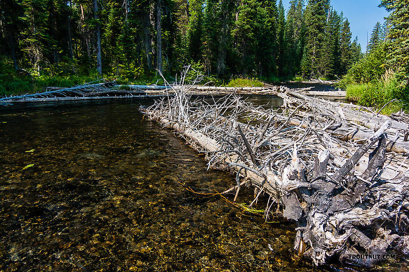  From Mystery Creek # 218 in Wyoming.