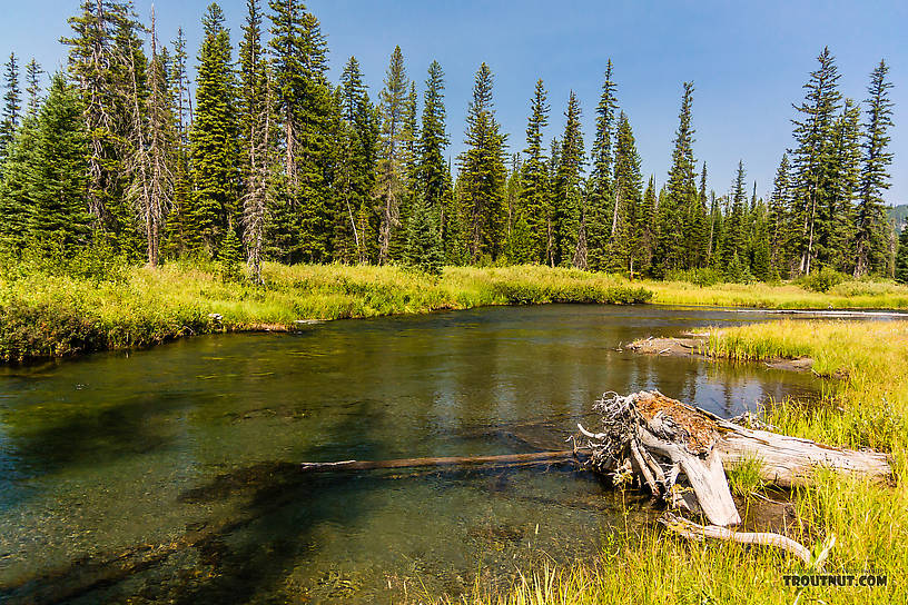  From Mystery Creek # 218 in Wyoming.