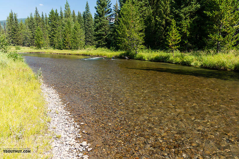  From Mystery Creek # 218 in Wyoming.