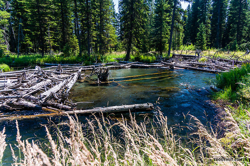  From Mystery Creek # 218 in Wyoming.