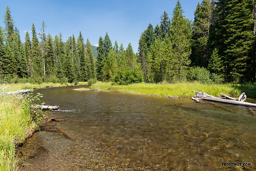  From Mystery Creek # 218 in Wyoming.