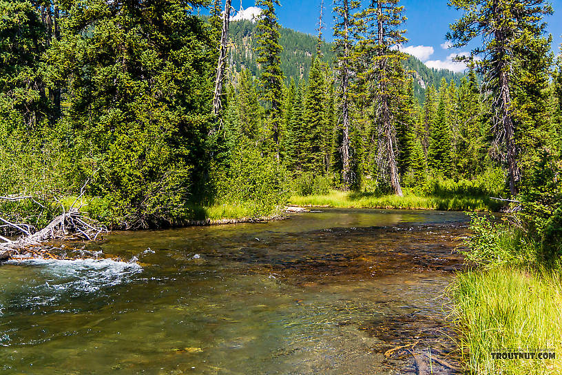  From Mystery Creek # 218 in Wyoming.