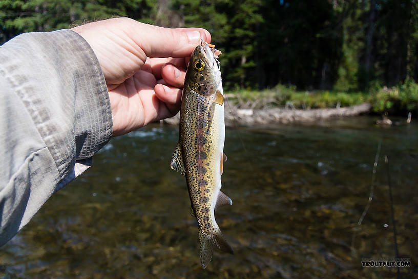  From Mystery Creek # 218 in Wyoming.