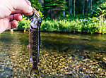 This little brook trout was the picture of ambition. From Mystery Creek # 218 in Wyoming.