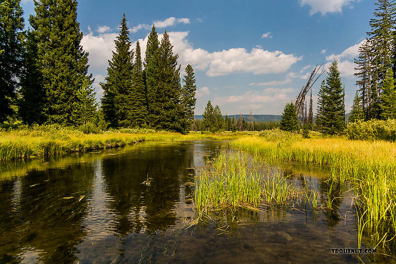  From Mystery Creek # 219 in Wyoming.