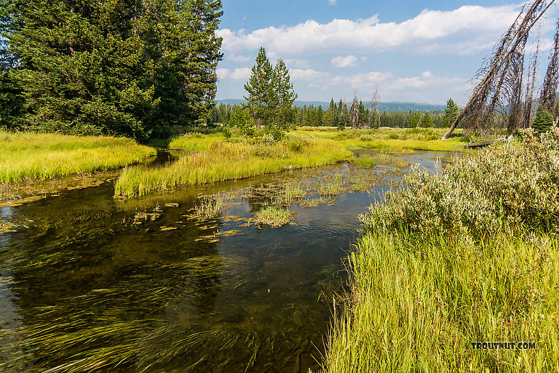  From Mystery Creek # 219 in Wyoming.