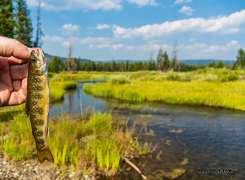  From Mystery Creek # 219 in Wyoming.