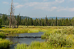  From Mystery Creek # 219 in Wyoming.