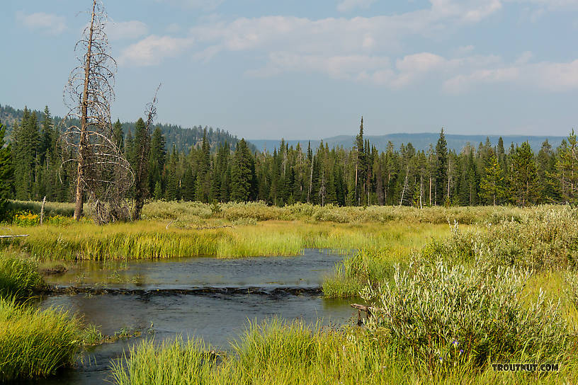  From Mystery Creek # 219 in Wyoming.