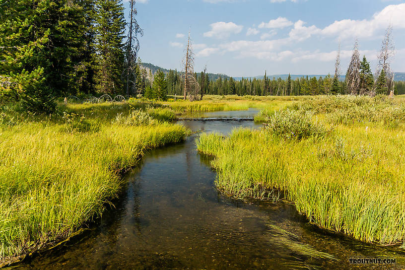  From Mystery Creek # 219 in Wyoming.