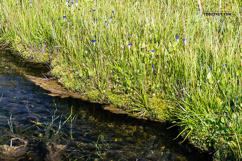  From Mystery Creek # 219 in Wyoming.