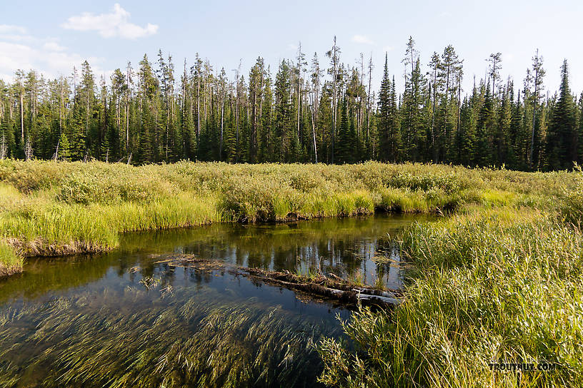  From Mystery Creek # 219 in Wyoming.