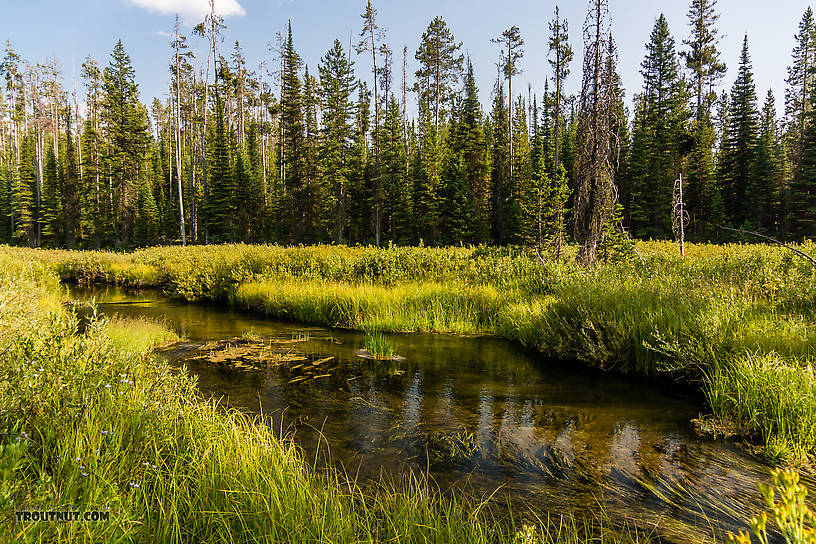  From Mystery Creek # 219 in Wyoming.