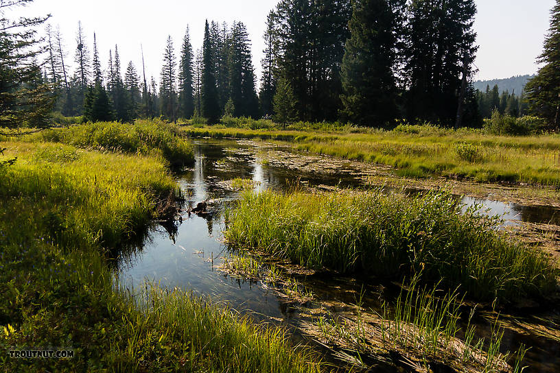  From Mystery Creek # 219 in Wyoming.