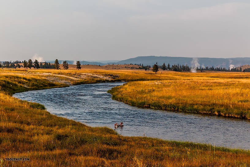  From the Firehole River in Wyoming.