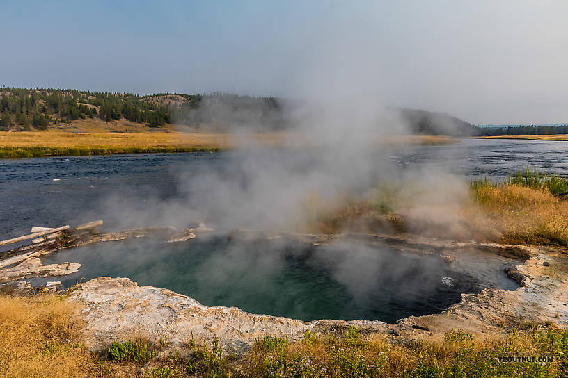  From the Firehole River in Wyoming.