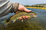  From the Firehole River in Wyoming.