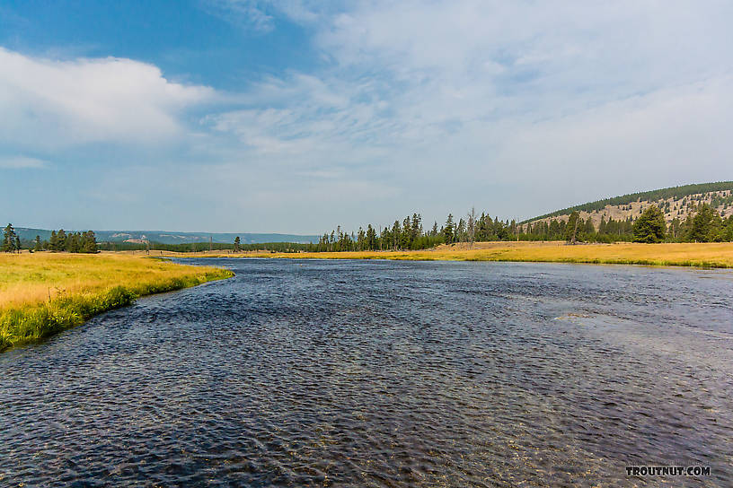  From the Firehole River in Wyoming.