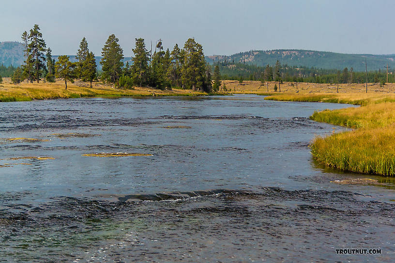  From the Firehole River in Wyoming.