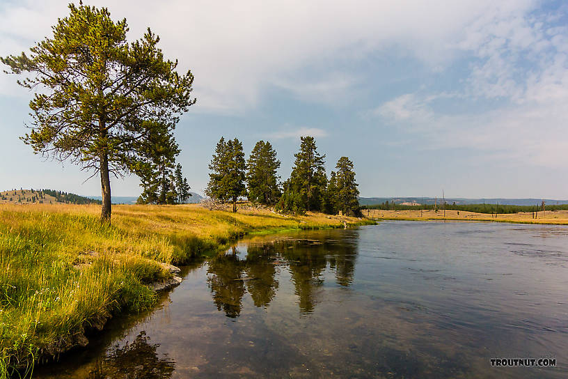  From the Firehole River in Wyoming.