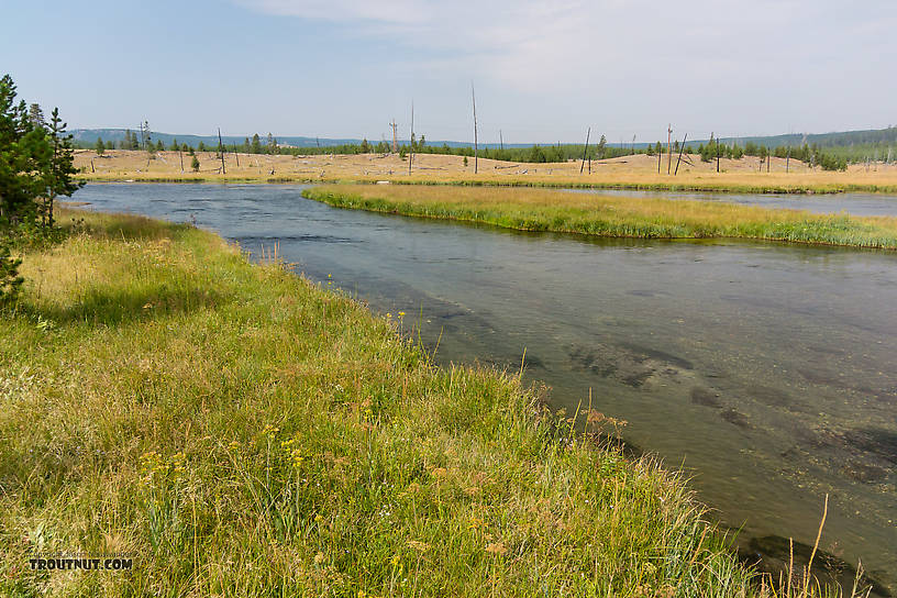  From the Firehole River in Wyoming.