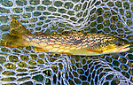  From the Firehole River in Wyoming.