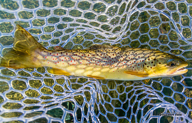  From the Firehole River in Wyoming.