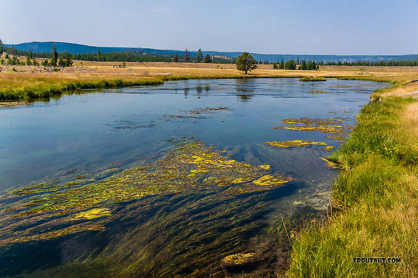  From the Firehole River in Wyoming.