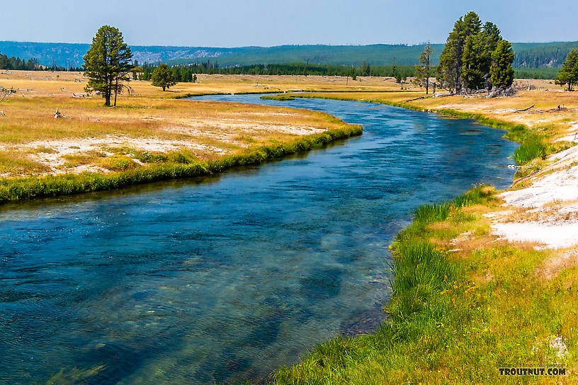 The "Fountain Flats" stretch of the Firehole was fishable in the morning after an uncharacteristically cold August night. From the Firehole River in Wyoming.