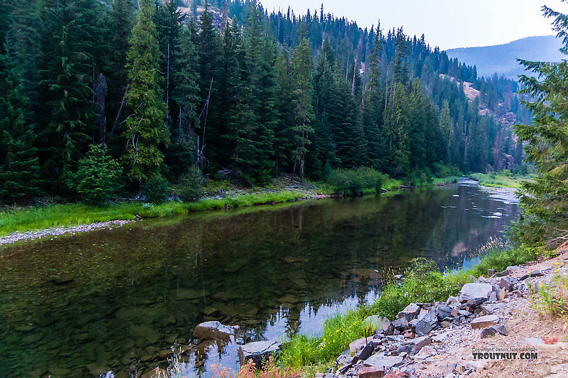  From the North Fork Couer d'Alene River in Idaho.