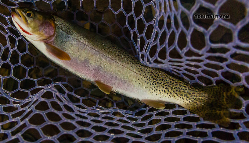 This 14-incher was, at the time, my biggest cutthroat trout (until the next day). From the North Fork Couer d'Alene River in Idaho.