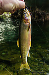  From the North Fork Couer d'Alene River in Idaho.