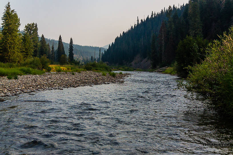  From the North Fork Couer d'Alene River in Idaho.