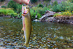  From the North Fork Couer d'Alene River in Idaho.