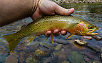  From the North Fork Couer d'Alene River in Idaho.