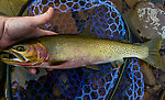  From the North Fork Couer d'Alene River in Idaho.