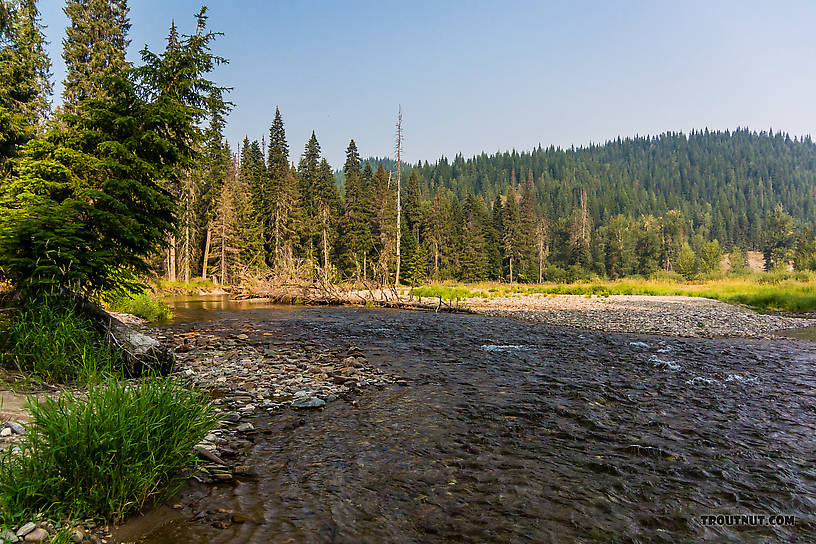  From the North Fork Couer d'Alene River in Idaho.