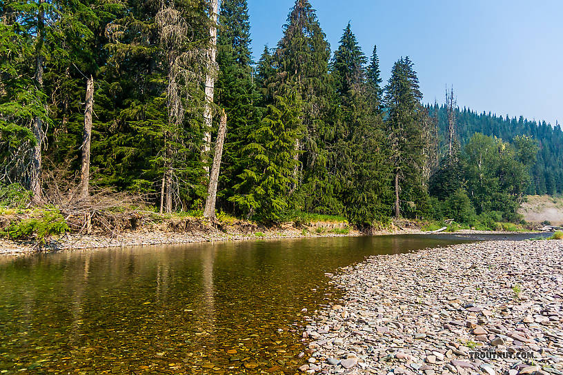  From the North Fork Couer d'Alene River in Idaho.